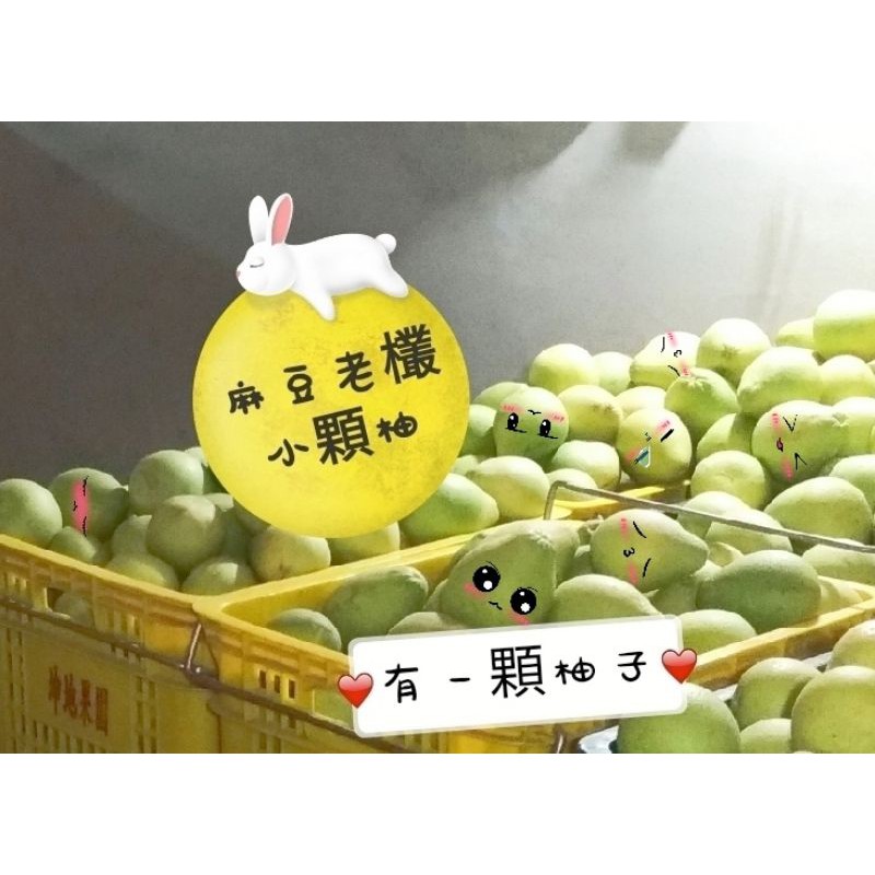 ♡2023麻豆文旦 老欉小顆柚 自產自售 免運費  有一顆柚子