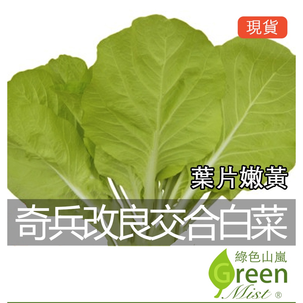 現貨 奇兵改良交合白菜 約1000粒種子 小白菜白菜蔬菜種子 綠色山嵐 蝦皮購物