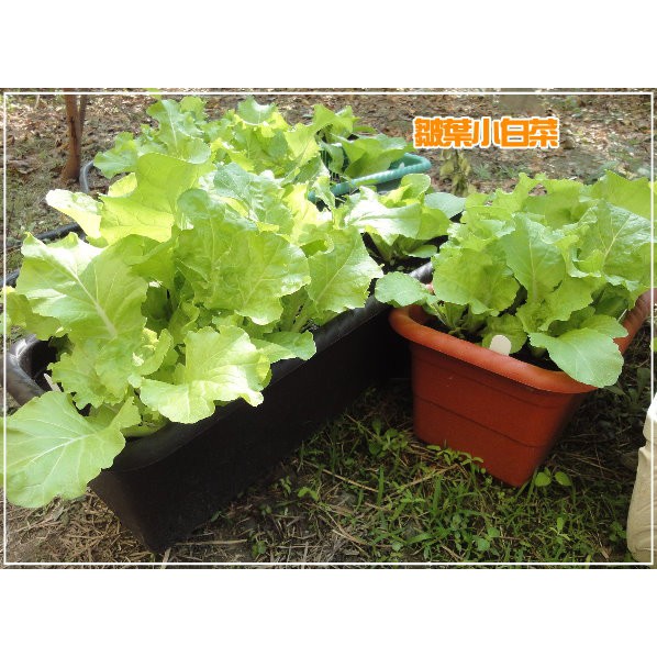 【全館590免運】皺葉小白菜種子 葉片超美 超容易栽種的蔬菜