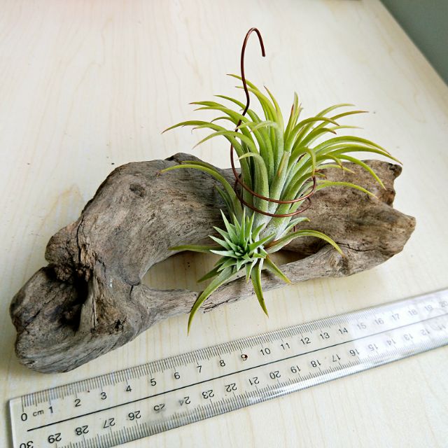 多肉植物空氣鳳梨造景流木 蝦皮購物