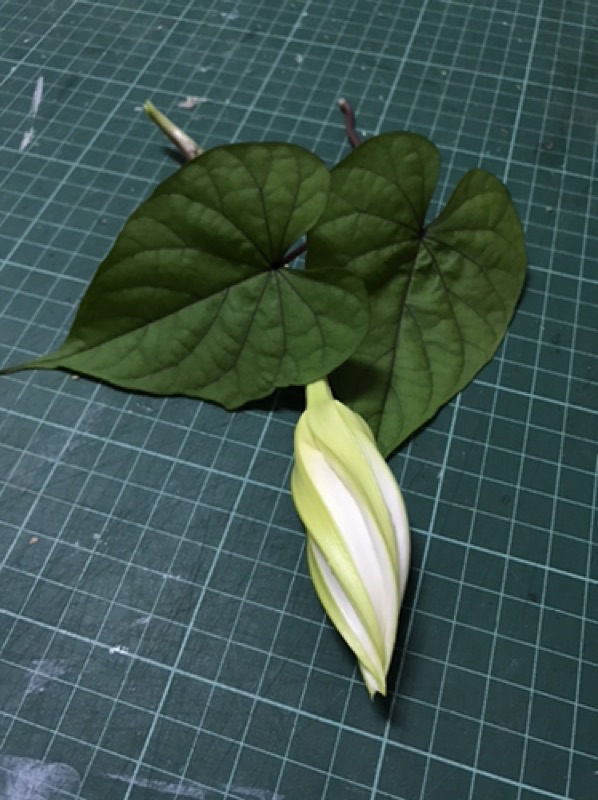 食用植物 花蕃薯藤種子5粒吃花苞的牽牛花 蝦皮購物