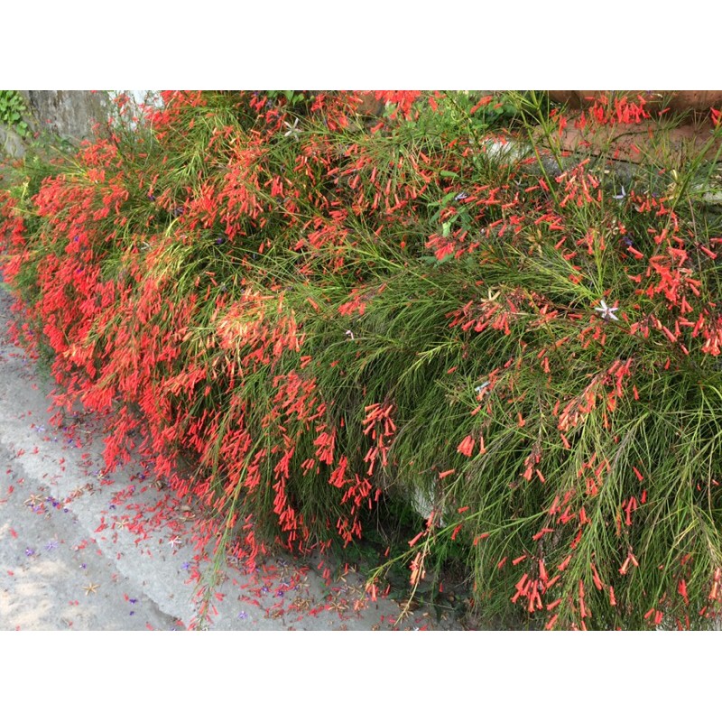 花丁子紅花 黃花二色苗栽 蝦皮購物