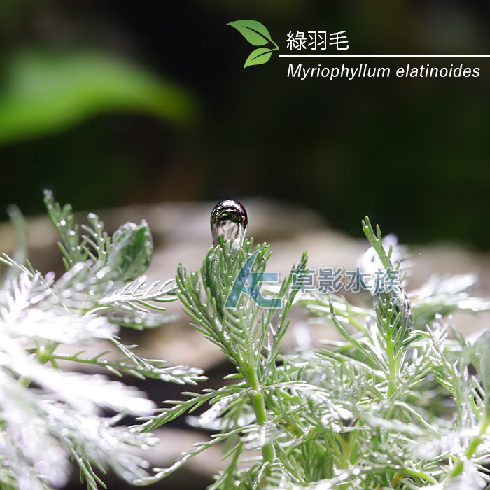 Ac草影 發光草 水上葉 五株 b 不用二氧化碳新手水草容易冒泡光合作用旺盛 蝦皮購物