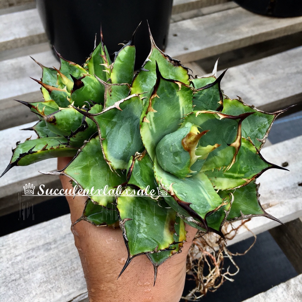 ♕succulentxlabxsale♕龍舌蘭 Agave titanota . variegata 嚴龍覆輪