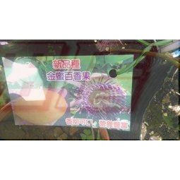 花田厝-水果果苗 金蜜百香果 6吋盆高25-45cm香甜好吃