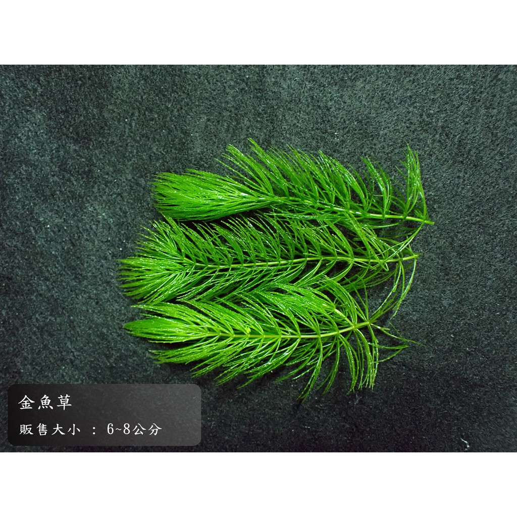 金魚藻水草10株 元 蝦皮購物