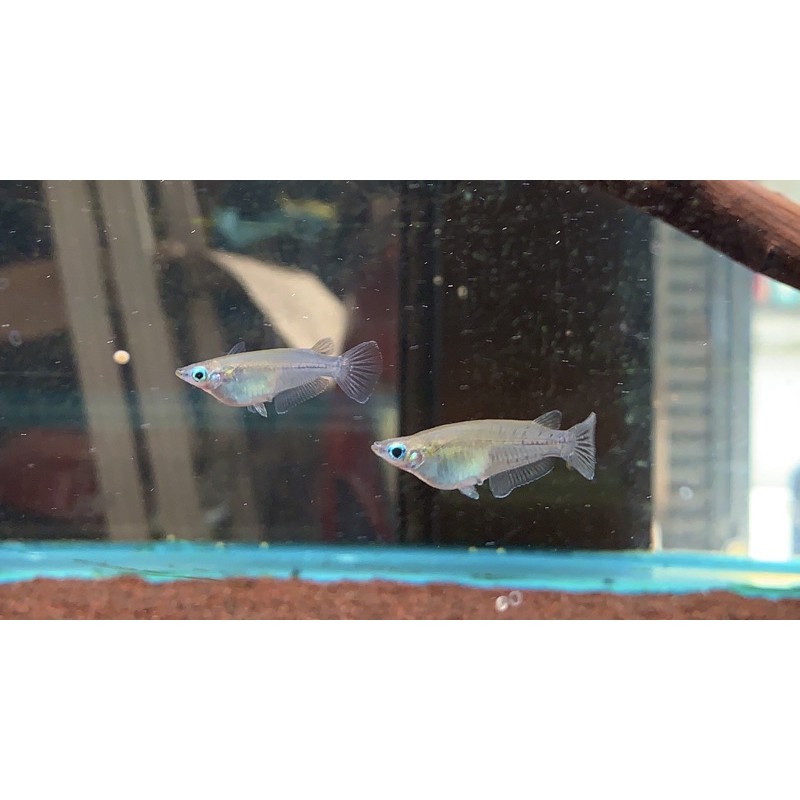 水魚水族 現貨 女王燈除油膜燈科魚飼料模型 蝦皮購物