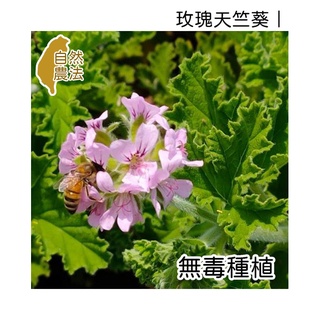 玫瑰天竺葵純露、純露、玫瑰天竺葵、花水【無毒種植】(100ml/500ml/1000ml)【薇拉香草農場】
