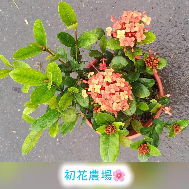 初花農場 熊貓仙丹 5吋盆 室外植物 季節限定 夏季 定價180特150 蝦皮購物