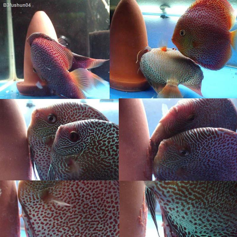 七彩神仙產卵桶神奇寶貝產卵器繁殖罐神仙魚陶罐繁殖孵化魚孵化器 蝦皮購物