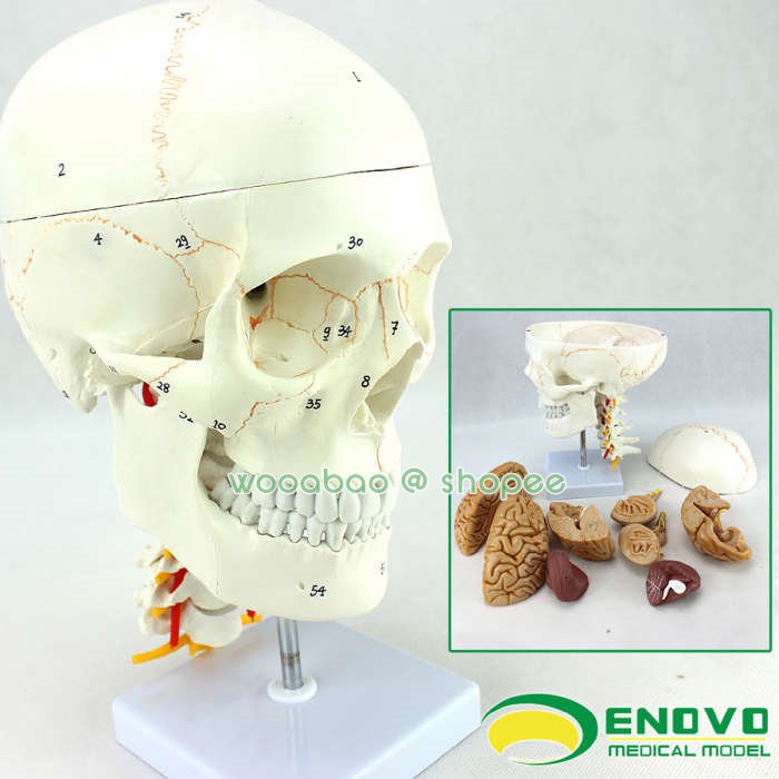 (ENOVO-292) 醫學人體頭顱骨大腦模型頭骨模型1:1顱腦神經外科解剖