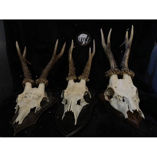 Boneholic頭骨標本 郊狼 蝦皮購物
