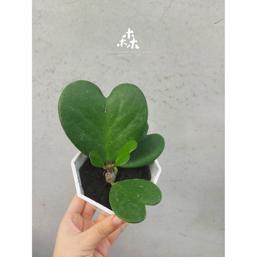 森居 綠葉心型毬蘭愛心球蘭hoya Valentine 小小一盆系列 蝦皮購物