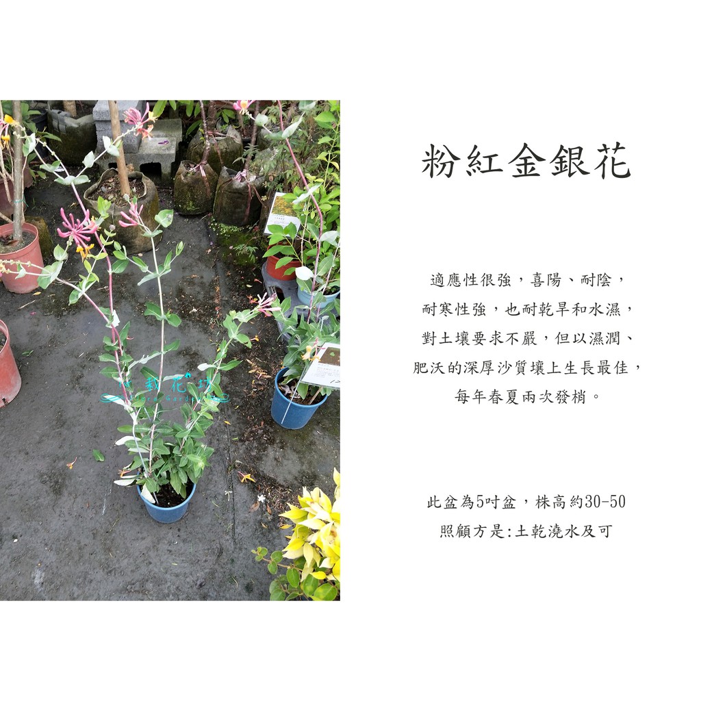 心栽花坊-粉紅金銀花/忍冬/5吋盆/香料香草植物/售價150特價120