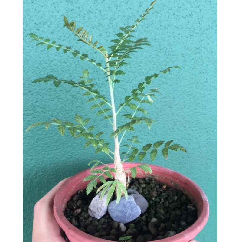 Boswellia Neglecta 尼哥乳香 乳香木實生苗 蝦皮購物