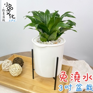 【小品文化】阿波羅【現貨】3吋鐵架免澆水盆栽 懶人盆栽 觀葉植物 室內植物 自動吸水 創意花盆 居家辦公盆花