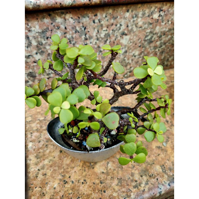 多肉植物老樁銀杏木 蝦皮購物