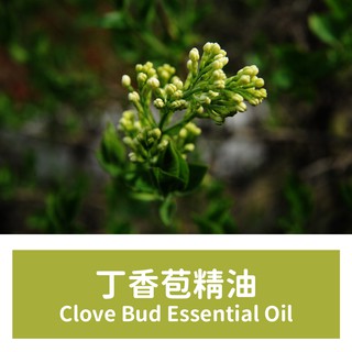 【馥靖精油】丁香苞精油 Clove Bud Essential Oil
