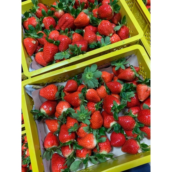 苗栗大湖草莓-現採直送❗️今年新品種《楓香》+《香水》研發出來的新品種🔥只有名芫農場才有的！！今年第一批歡迎大家嘗試！