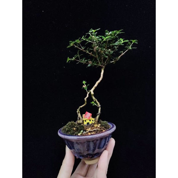 木田樂 國光花市 小品手工盆栽 蝦皮購物