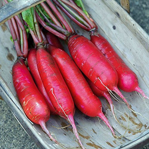 【媽咪蔬果園】、北京水蘿蔔  種子  滿身紅蘿蔔種子