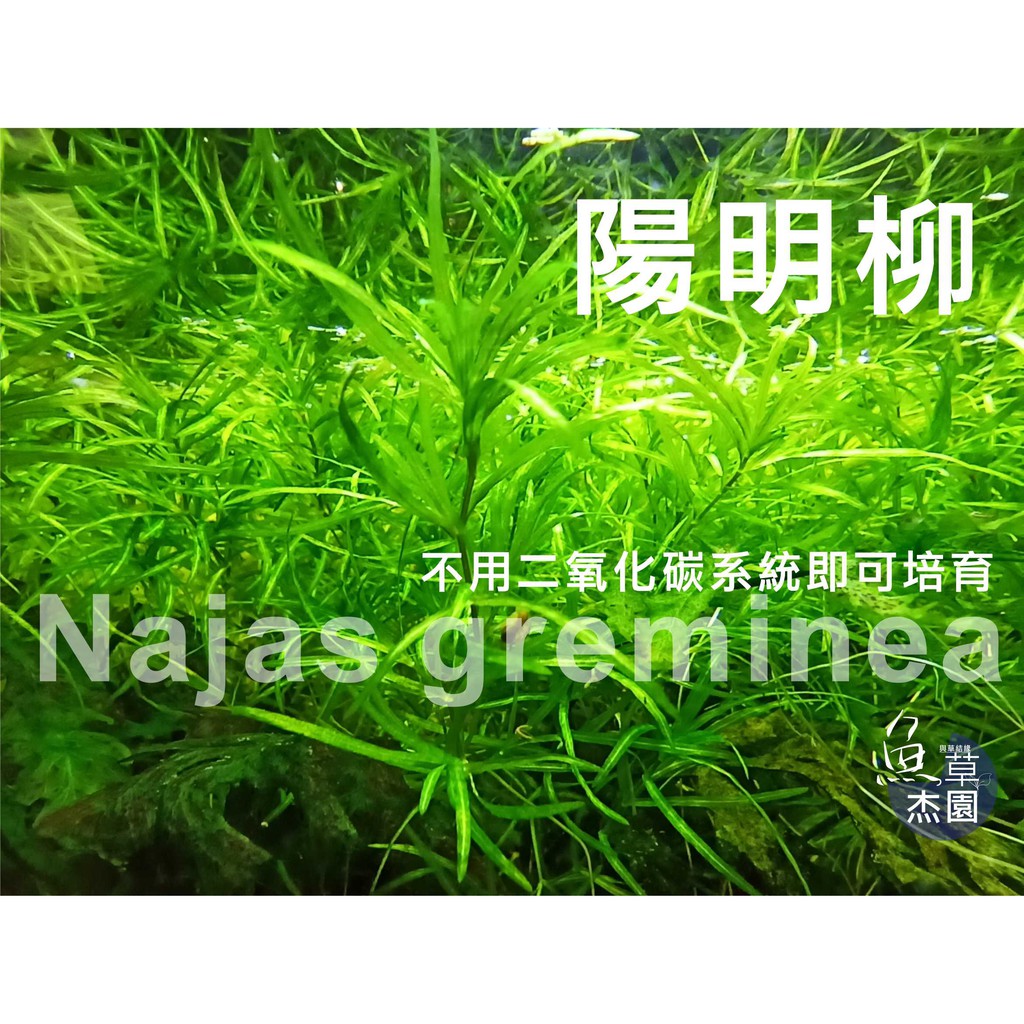 魚草杰園 陽明柳水草不需co2 水草 小竹節 水晶蝦 黑殼蝦 米蝦 螯蝦 蝦糧 極火蝦 蝦皮購物