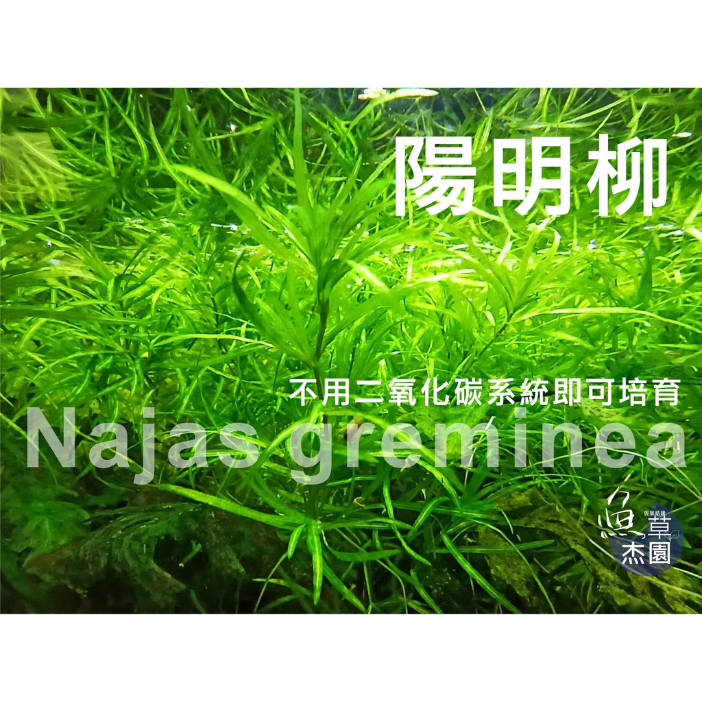 【魚草杰園】陽明柳 水草 不需 CO2 #水草 #小竹節 #水晶蝦 #黑殼蝦 #米蝦 #螯蝦 #蝦糧 #極火蝦