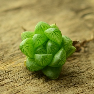 草玉露/多肉植物/綠寶草/小型百合/翡翠綠/