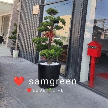 【samgreen羅漢松盆景🌲】造型羅漢松/水泥盆