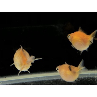阿毅水族工坊 高雄 日本香魚3號飼料 蝦皮購物