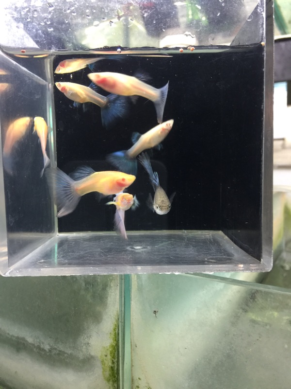 富魚 正三營養素 小型觀賞孔雀魚 比賽魚飼料 上浮下沈金魚幼魚水晶蝦飼料花鱂科魚燈科魚 蝦皮購物