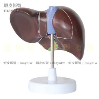 (MD-B_1440)肝臟模型 肝臟解剖模型 肝模型 肝臟結構模型 人體器官解剖模型