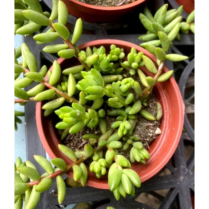 3寸盆魯賓斯 葉子易掉可葉孵 多肉植物美化綠化盆栽觀賞植物 蝦皮購物