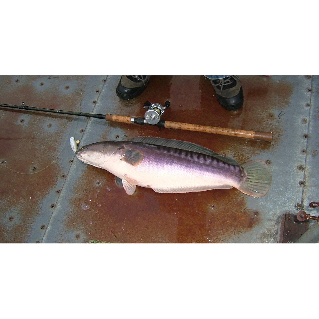 Ygk 雷魚專用pe 線 蝦皮購物