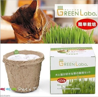 日本GreenLabo新鮮燕麥DIY貓草盆(貓貓狗狗都可喫)