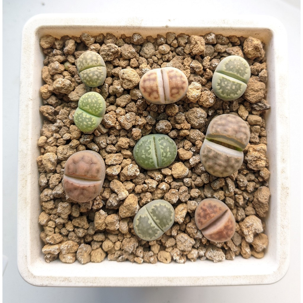 石頭玉組 多肉植物 蝦皮購物