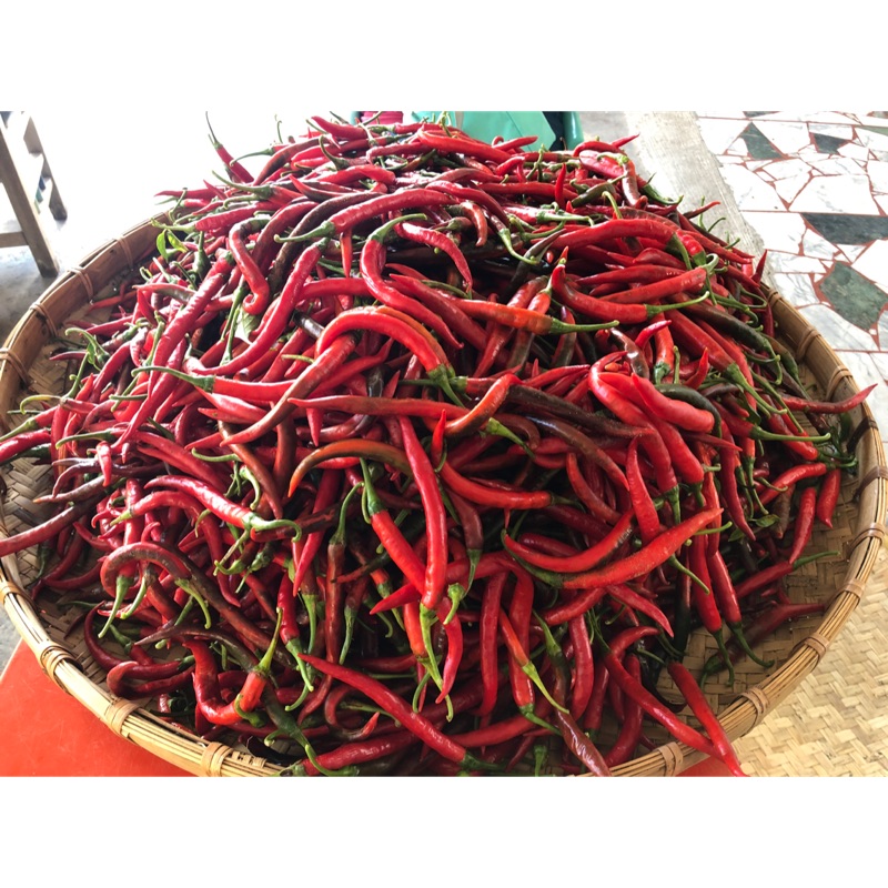 826大辣椒🌶️微辣