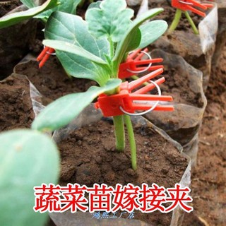 西瓜苗的價格推薦 21年5月 比價撿便宜