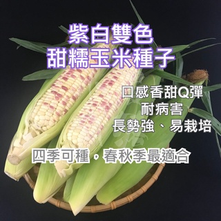 【現貨。10倍蝦幣回饋】紫白雙穗甜糯玉米 種子 (中包裝/1磅裝) 穗耕種苗 紫白穗 彩虹玉米