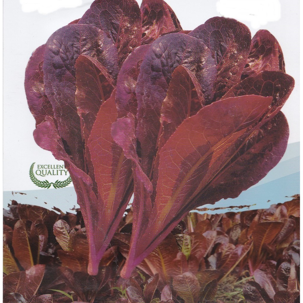 【蔬菜種子S077】紫葉羅馬壽司菜~~是萵苣類，少纖維，紫色，葉面微皺，口感脆嫩，味道甘甜無苦味， 氣味芳香宜人