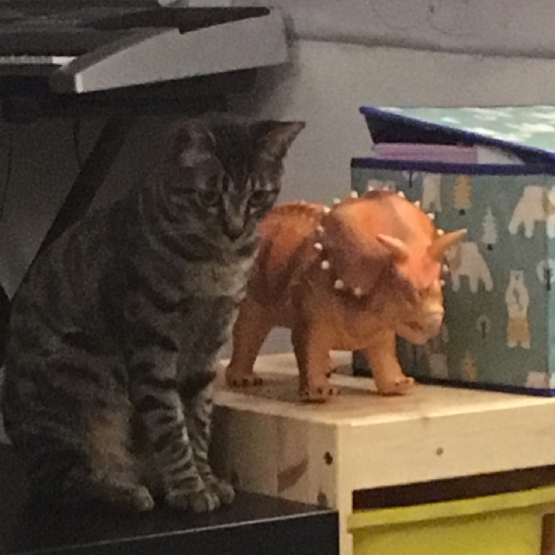 網路商場已關閉歡迎到實體店參觀 新店安康路一段355 1號 線上商店 蝦皮購物