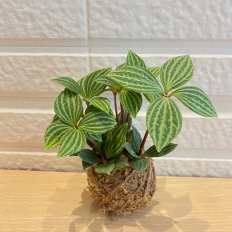 苔球苔玉室內植物多葉蘭白脈椒草辦公室小物療癒植栽特價 蝦皮購物