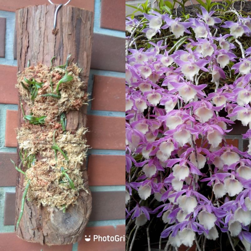 [Fun輕鬆]上板植物 療癒植物 板植 樹皮 木板 – 紫紅天宮石斛蘭 石斛蘭  瀑布蘭