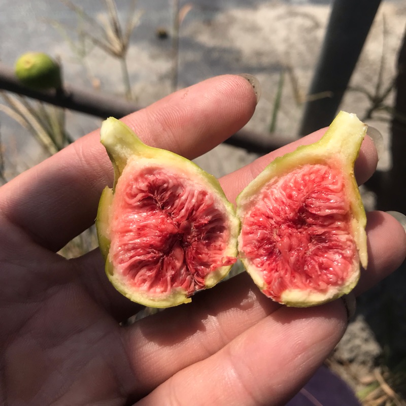 白山口 無花果 高壓包 山口系列 蝦皮購物