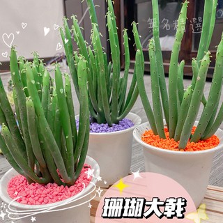 現貨 精選多肉/4吋盆栽/珊瑚大戟+彩石/多肉植物 室內植物 盆栽 大戟科 開店裝飾 拍照背景