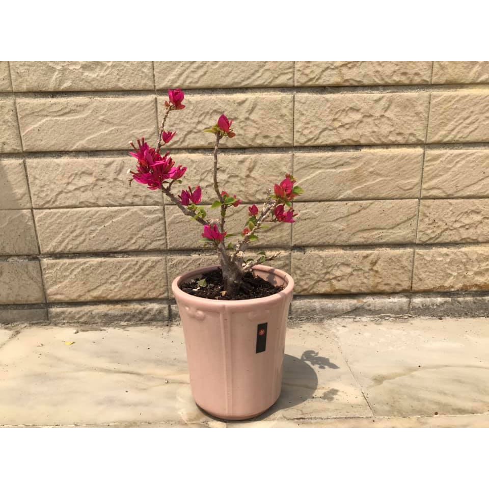 九重葛 拍賣 評價與ptt熱推商品 2021年6月 飛比價格