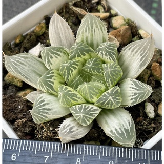≡植綠人生≡🌴白斑露錦🌴百合科│壽│多肉植物│玉露│療癒│植栽│盆栽│送禮│辦公室│陽臺│