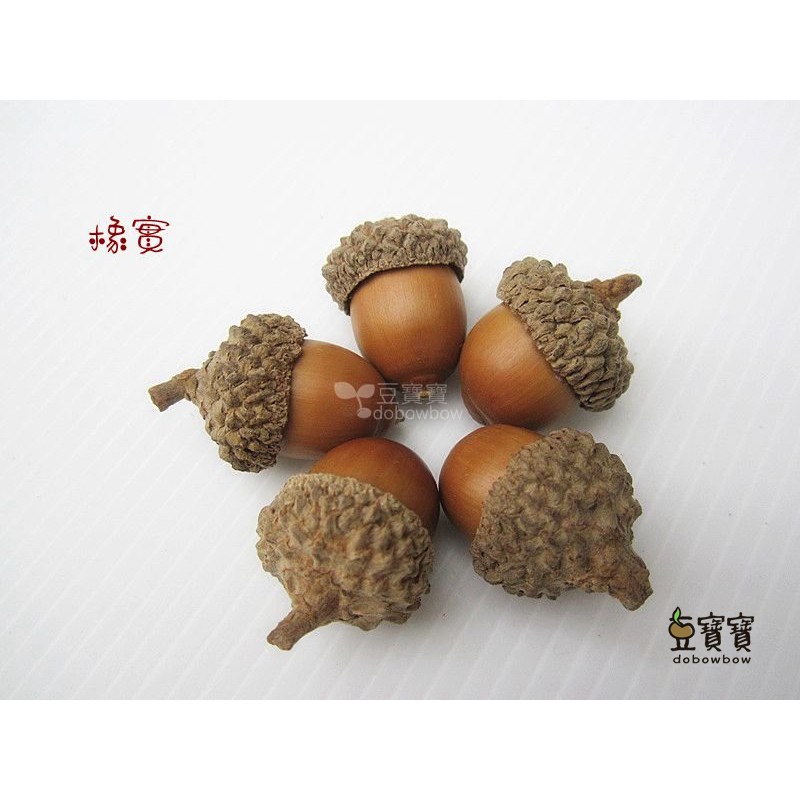 豆寶寶 殼斗科 天然橡實 蒙古櫟 橡果 橡實 拍照道具創意擺件 種子手作材料 | 蝦皮購物