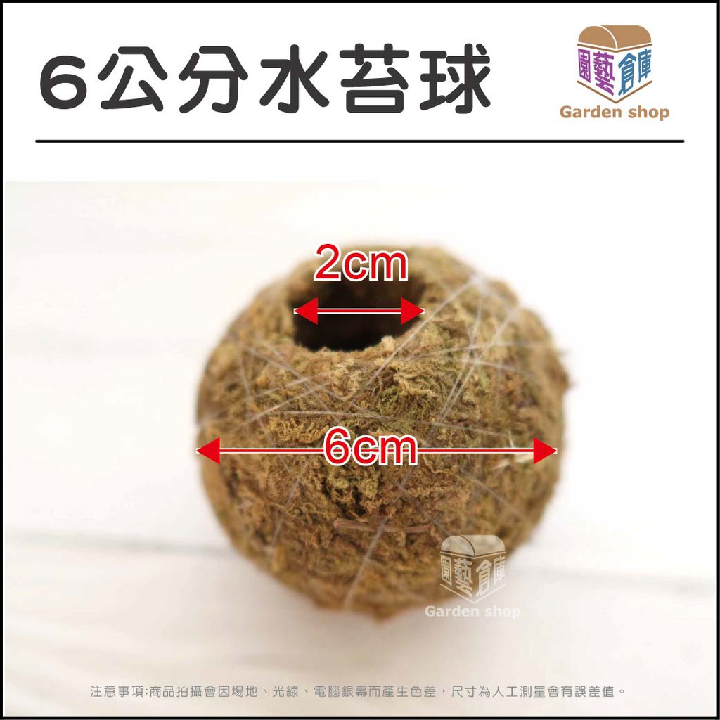 6公分水苔球水草水苔球狀水草 園藝倉庫 蝦皮購物