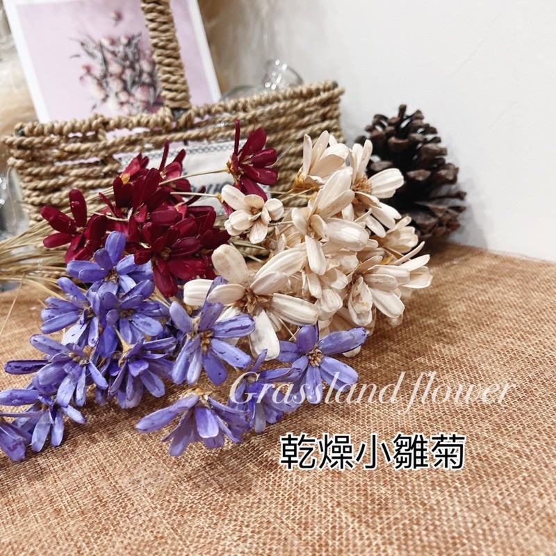 台灣出貨 乾燥小雛菊小雛菊乾燥花小雛菊乾燥花材乾燥花材料花材乾燥花材料包花材乾燥花束材料 蝦皮購物